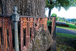 Old oak tree has grown around, and into, its fence.