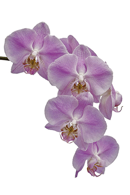 5086652 - many pink and white flowers of a phalaenopsis orchid hybrid isolated against a white background vertical